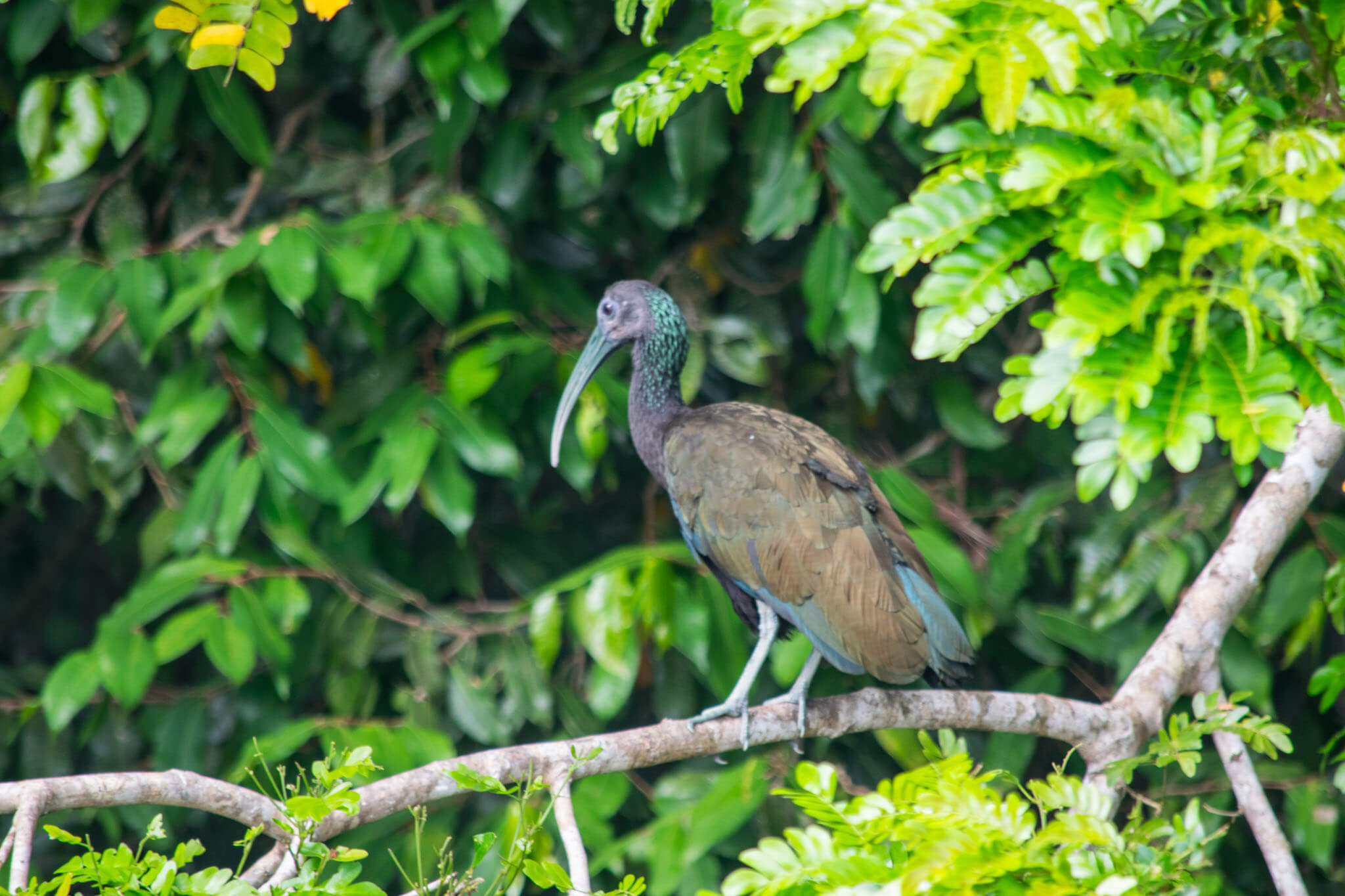 green ibis