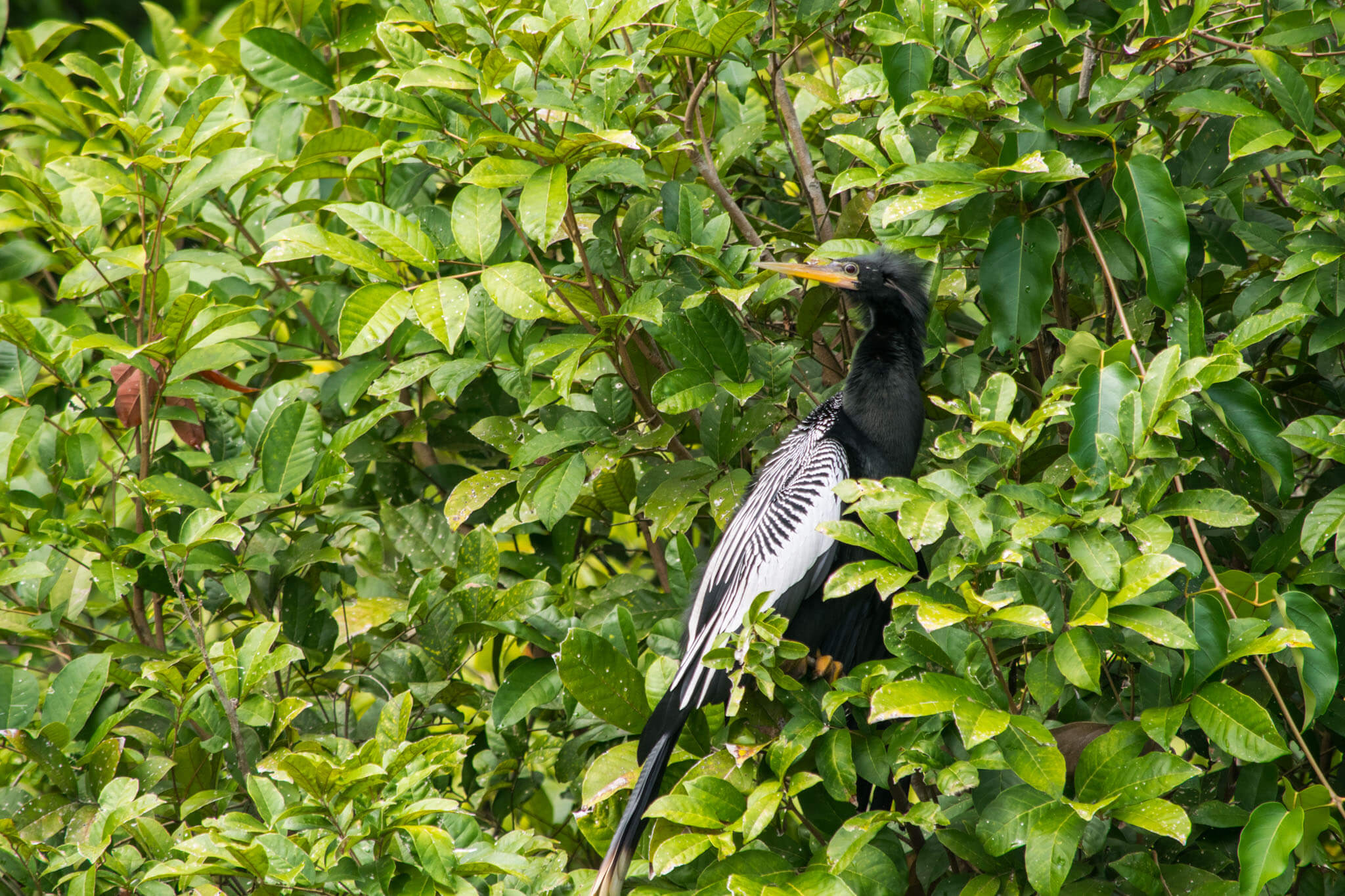 anhinga