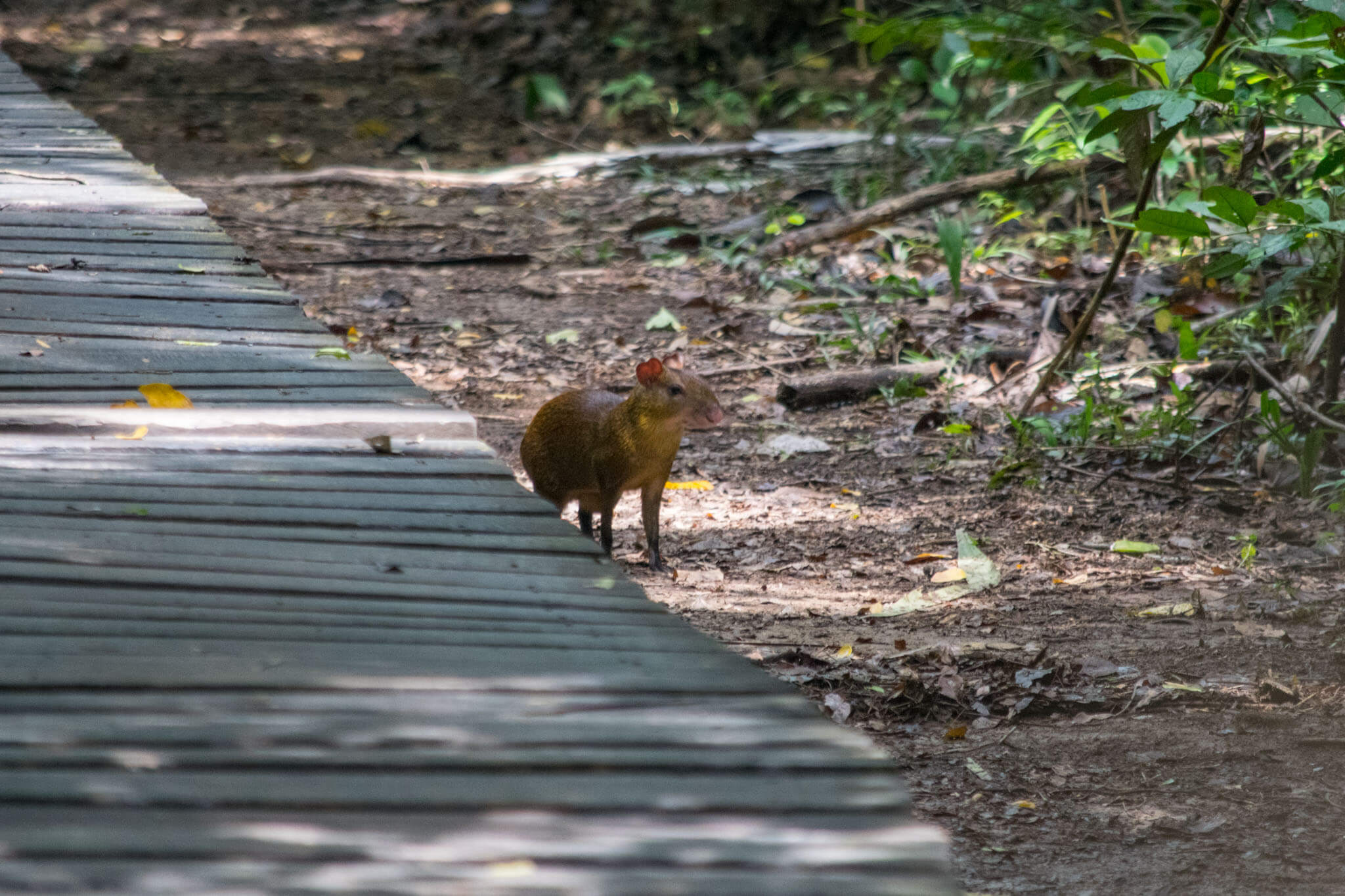 agouti