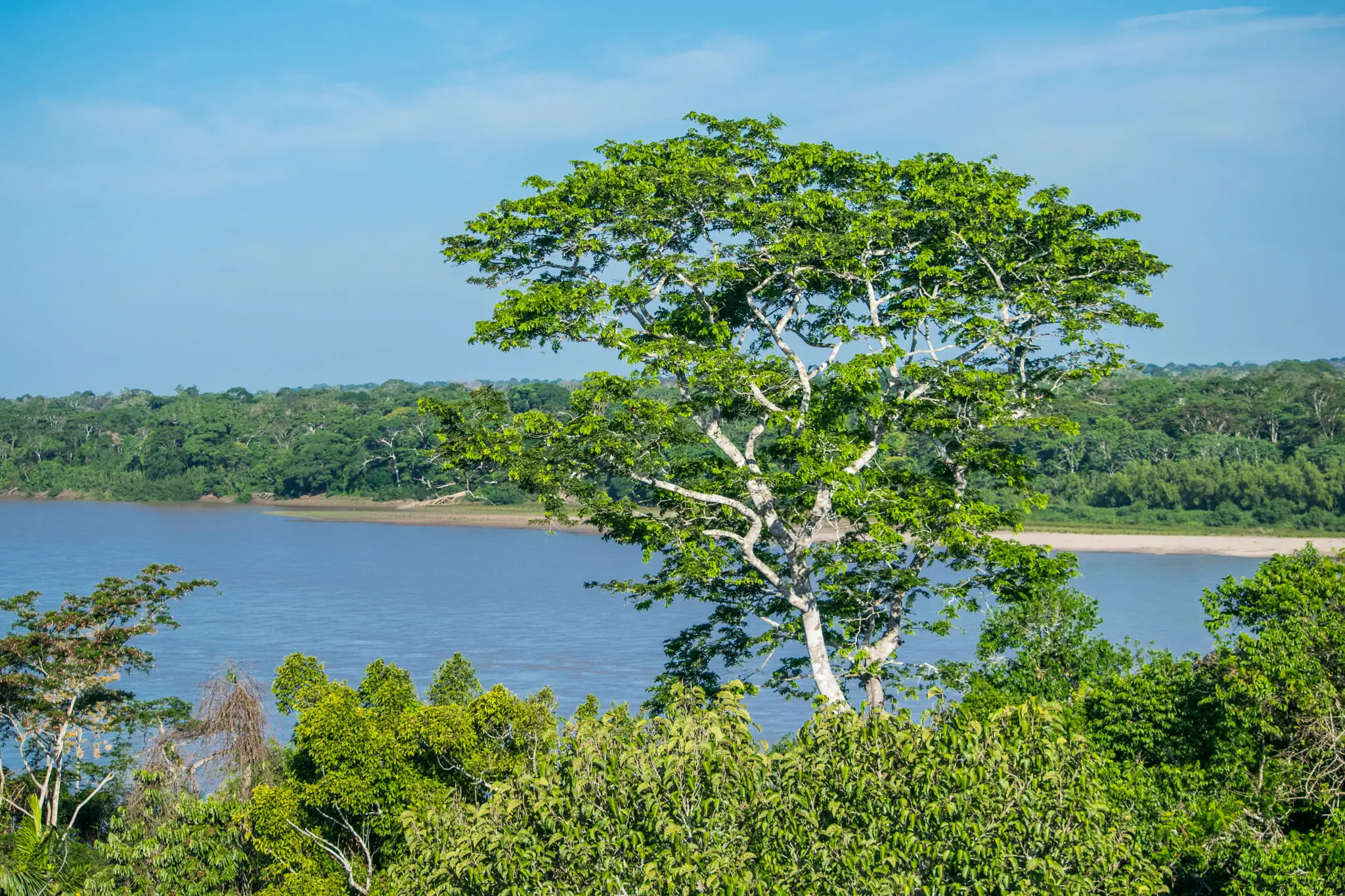 rainforest canopy