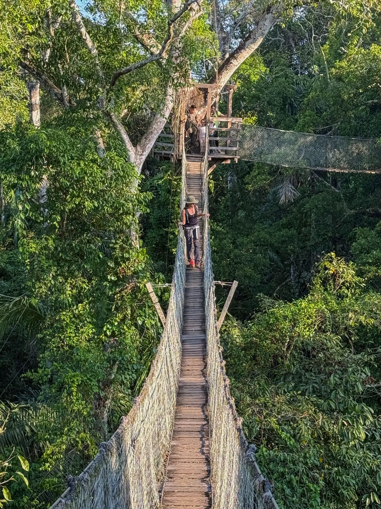 rainforest treetop walk