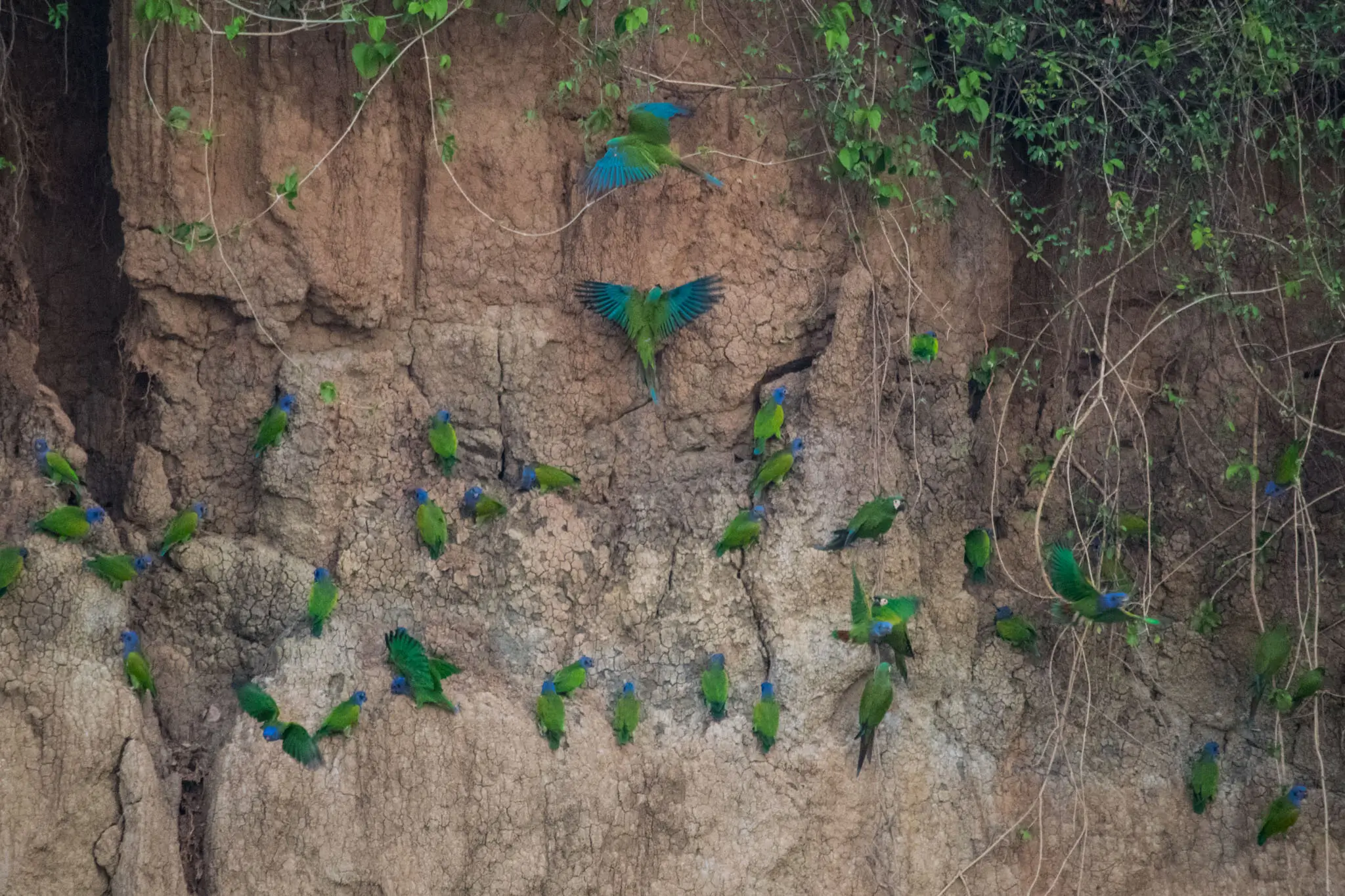 macaw salt lick