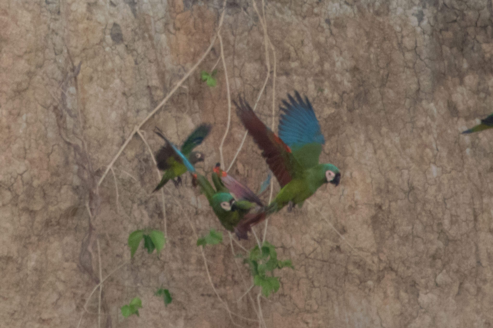 macaws