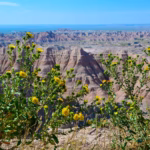One Week In South Dakota: The Perfect Itinerary!