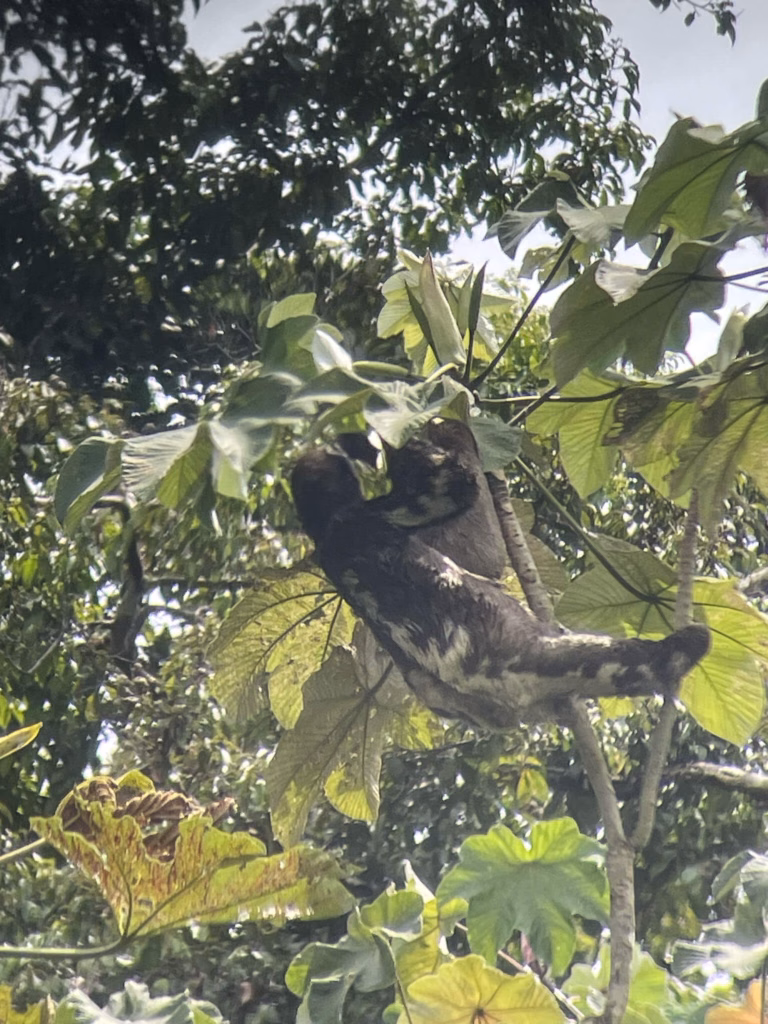 sloth