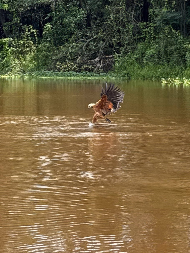 hawk fishing