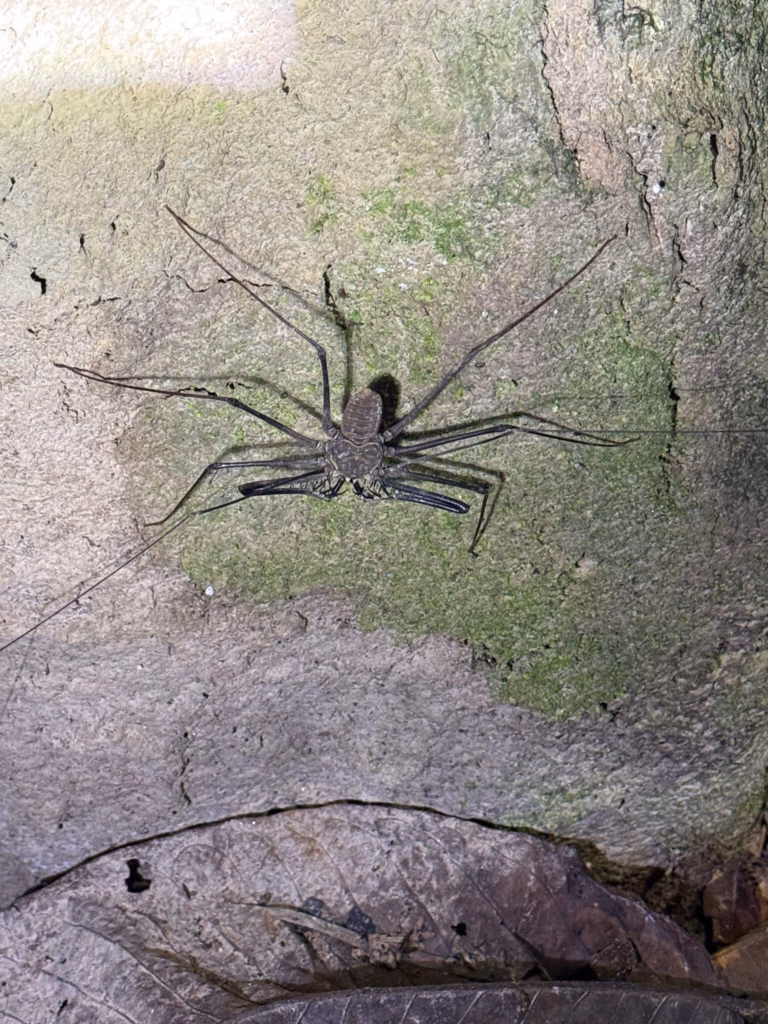Whip spider