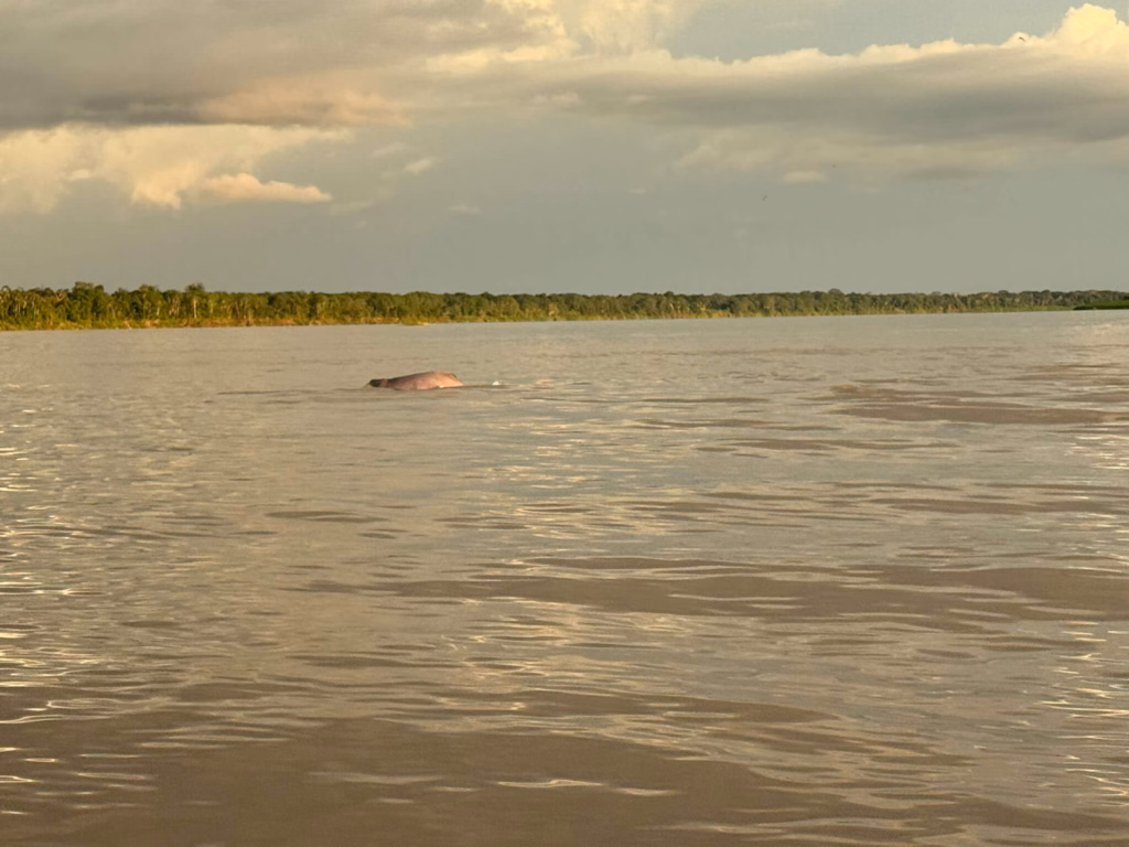 pink river dolphin