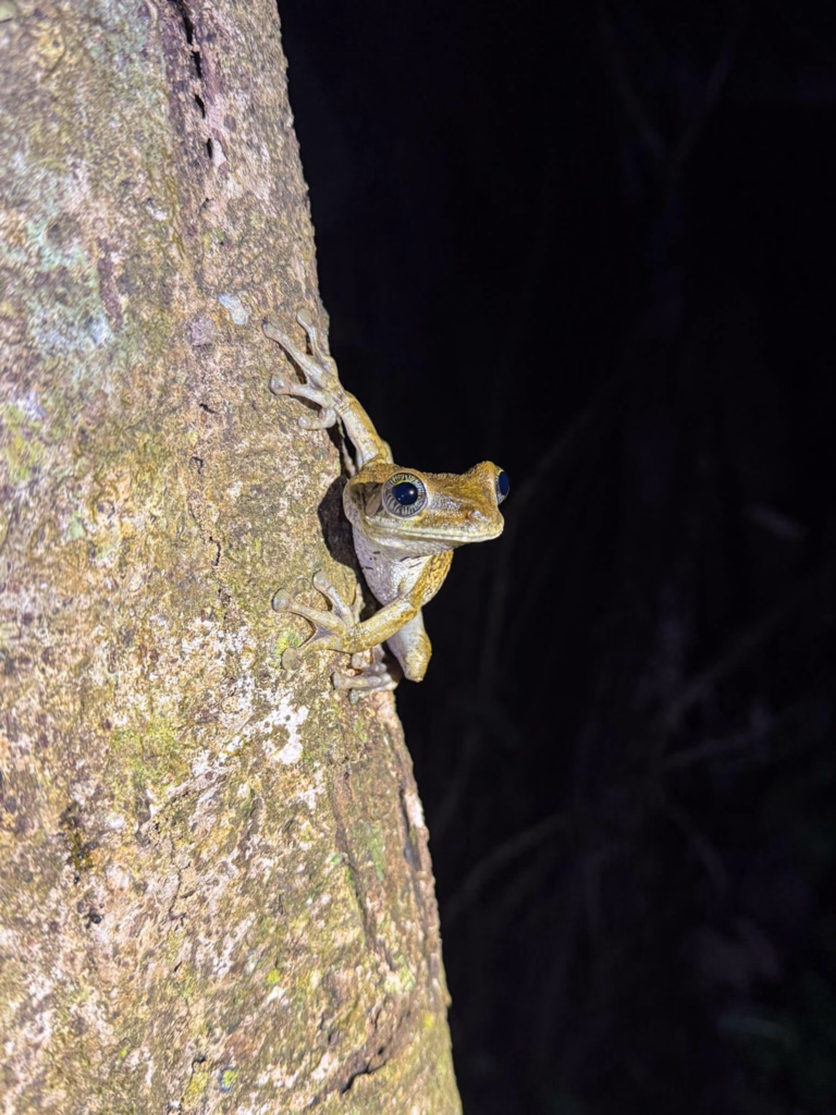 tree frog
