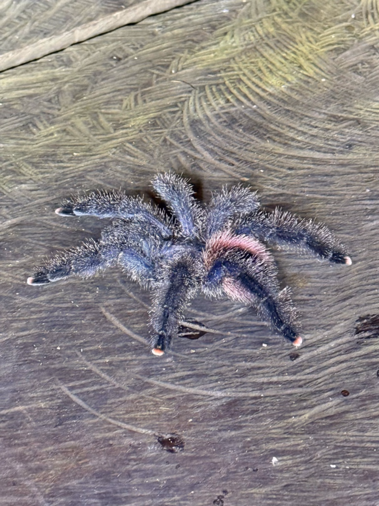 pink toes tarantula